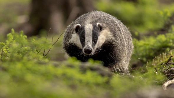 Охота на барсука